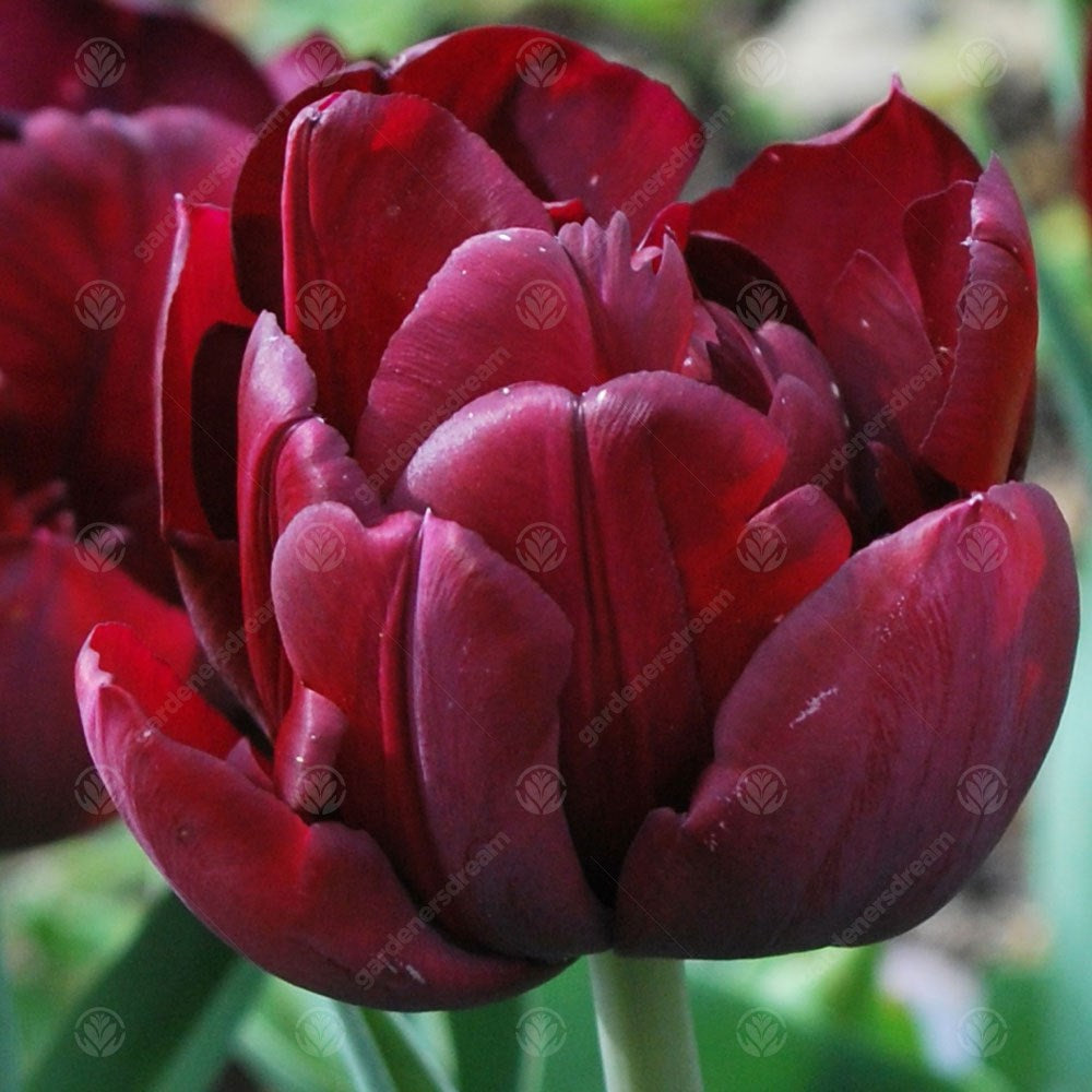 Tulips Antraciet -MASTER-