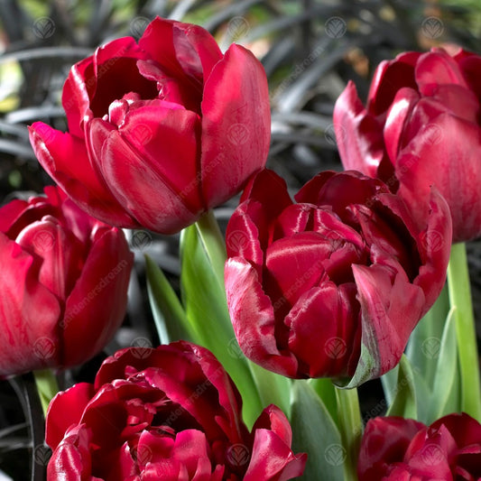 Tulips Antraciet -MASTER-