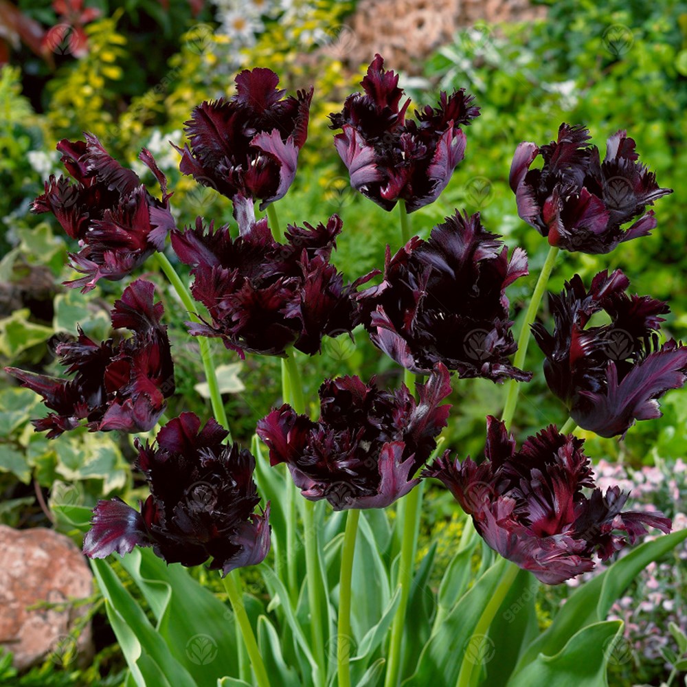 Tulips Black Parrot -MASTER-