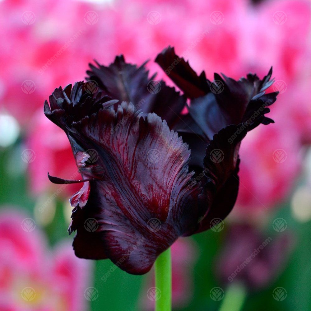 Tulips Black Parrot -MASTER-