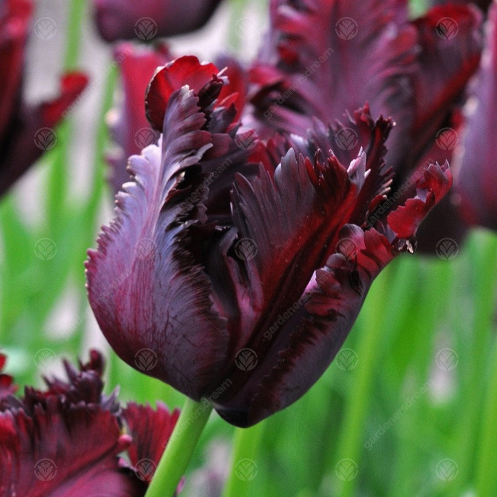 Tulips Black Parrot -MASTER-