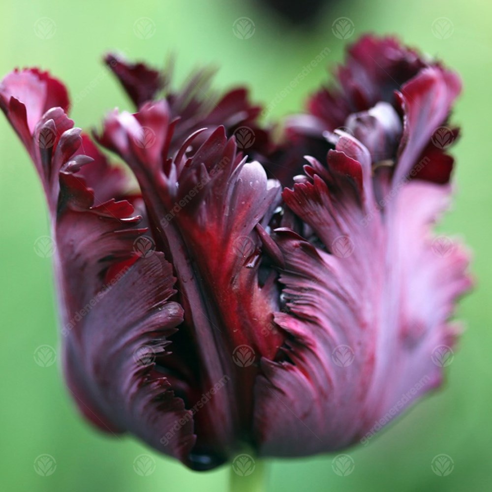 Tulips Black Parrot -MASTER-