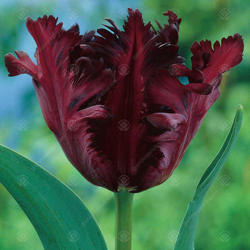 Tulips Black Parrot -MASTER-