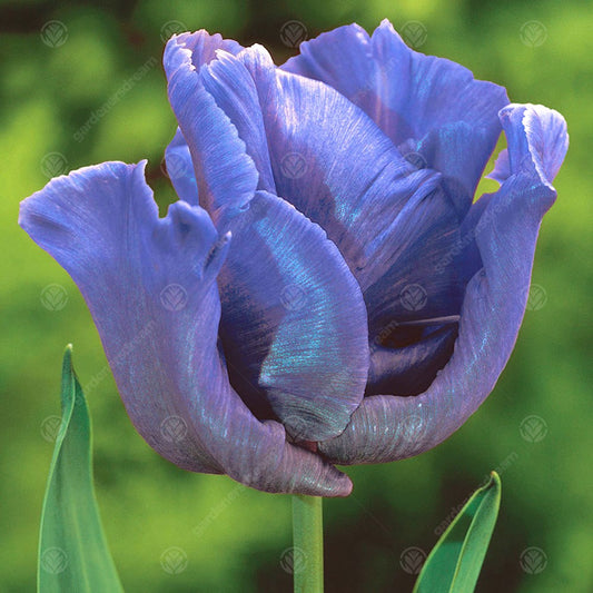 Tulips Blue Parrot -MASTER-