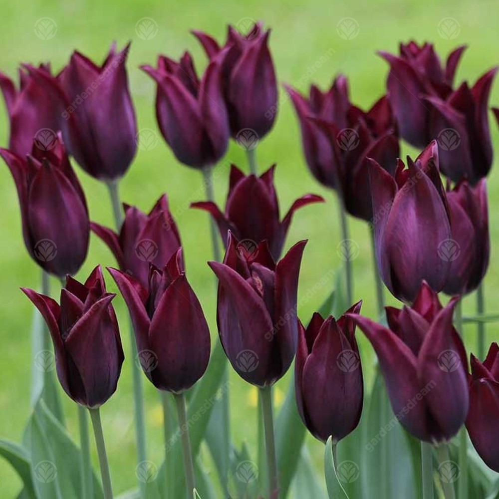 Tulips Burgundy -MASTER-