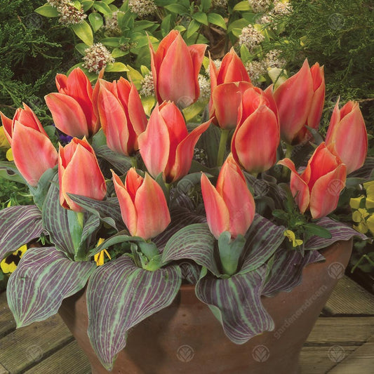 Tulips Calypso -MASTER-