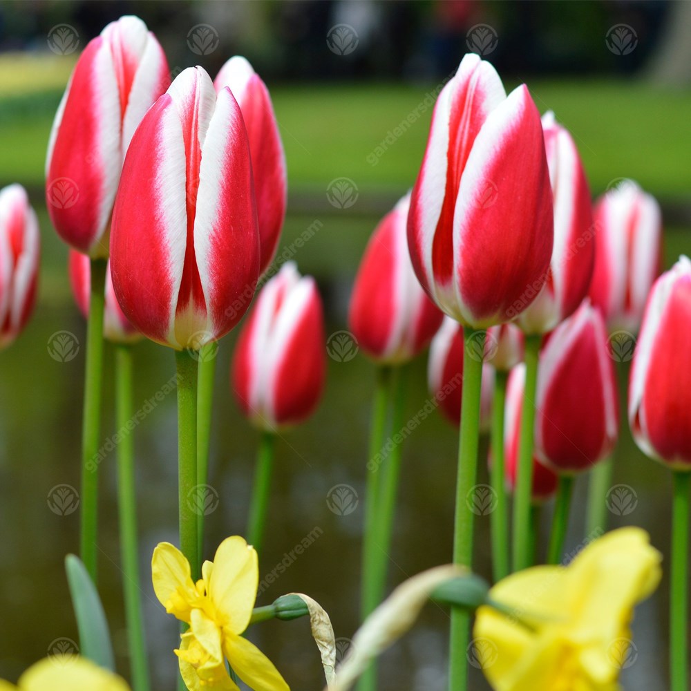 Tulips Candy Apple Delight -MASTER-