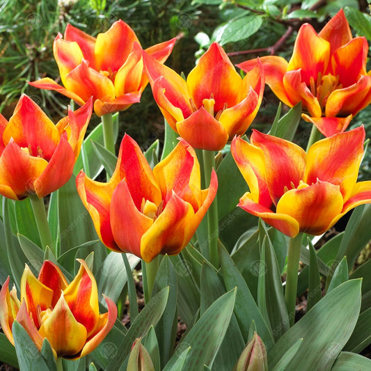 Tulips Cape Cod -MASTER-