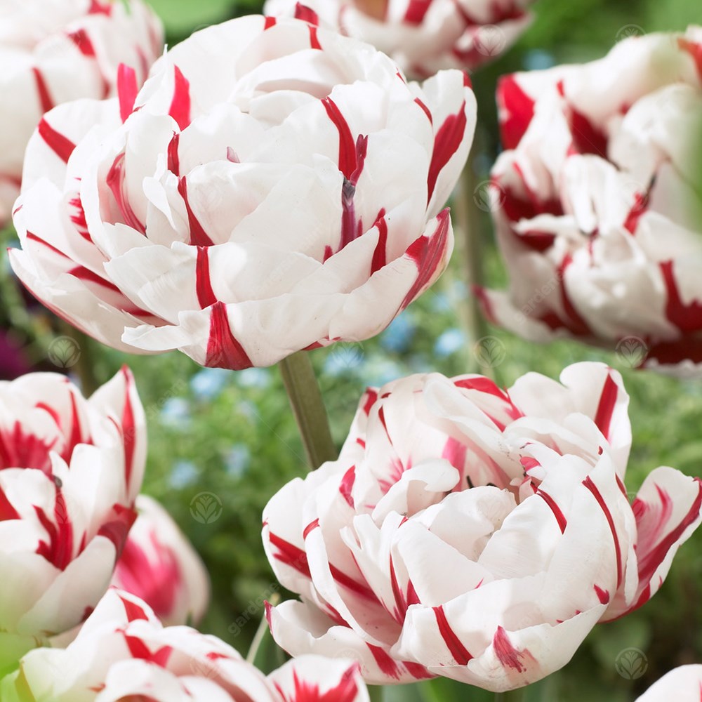 Tulips Carnaval De Nice -MASTER-