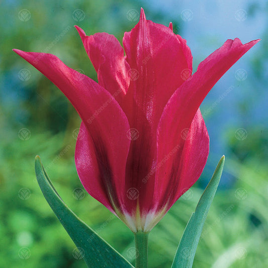 Tulips Doll's Minuet -MASTER-