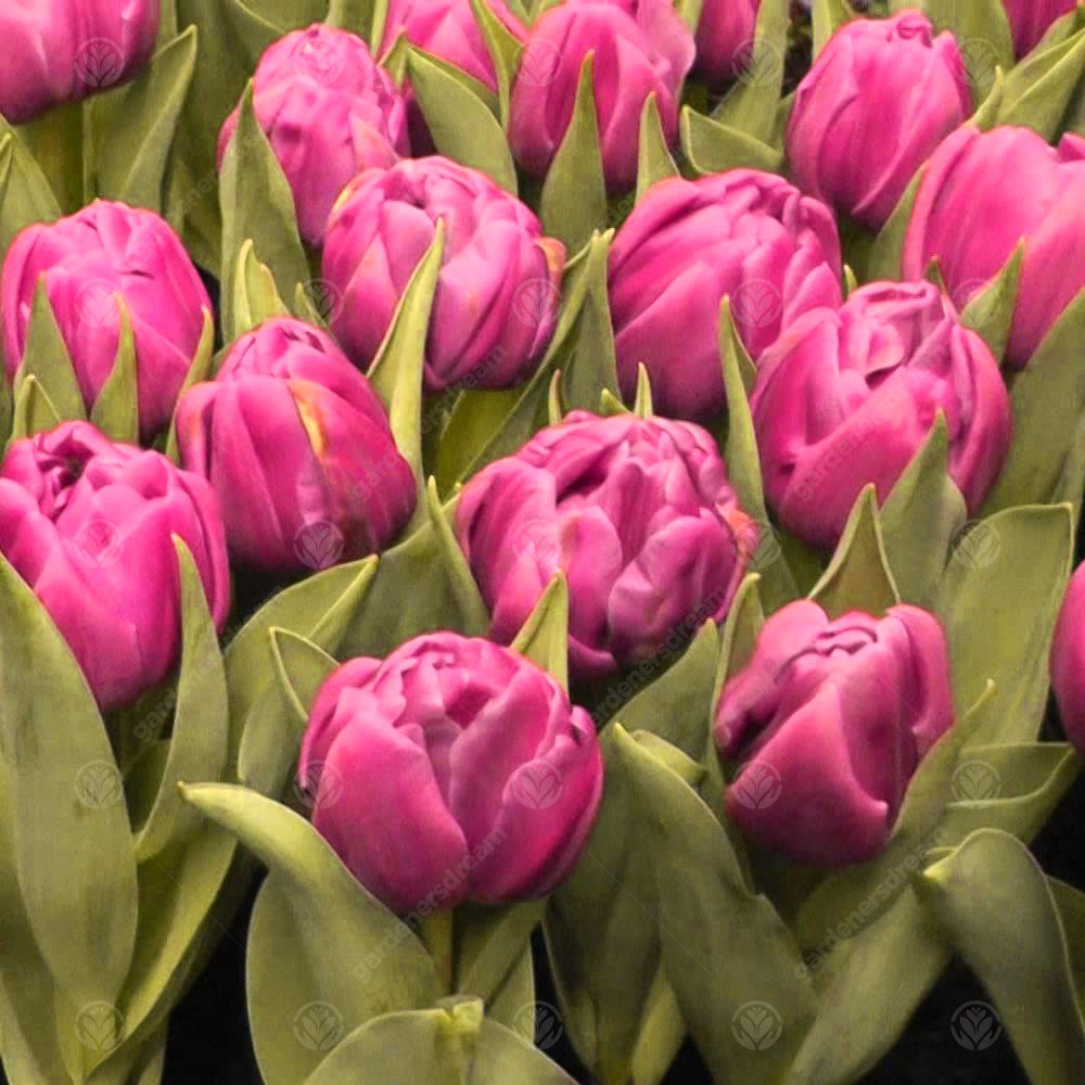 Tulips Double You -MASTER-