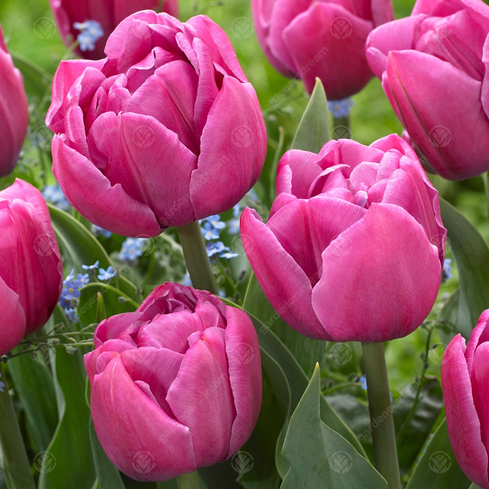 Tulips Double You -MASTER-