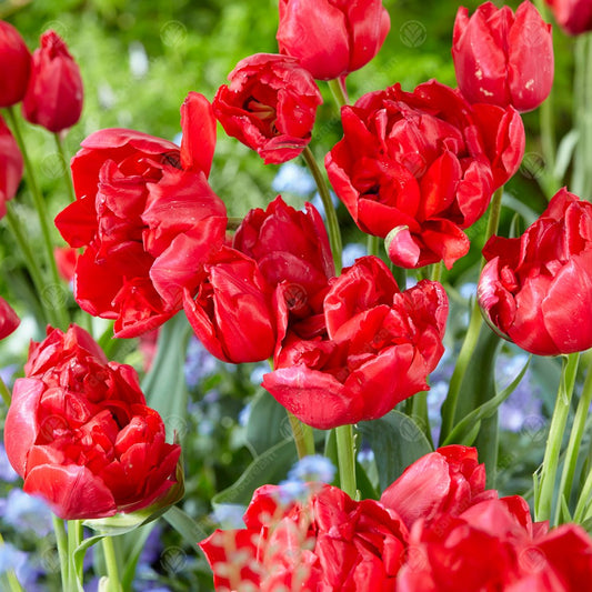 Tulips Estatic -MASTER-