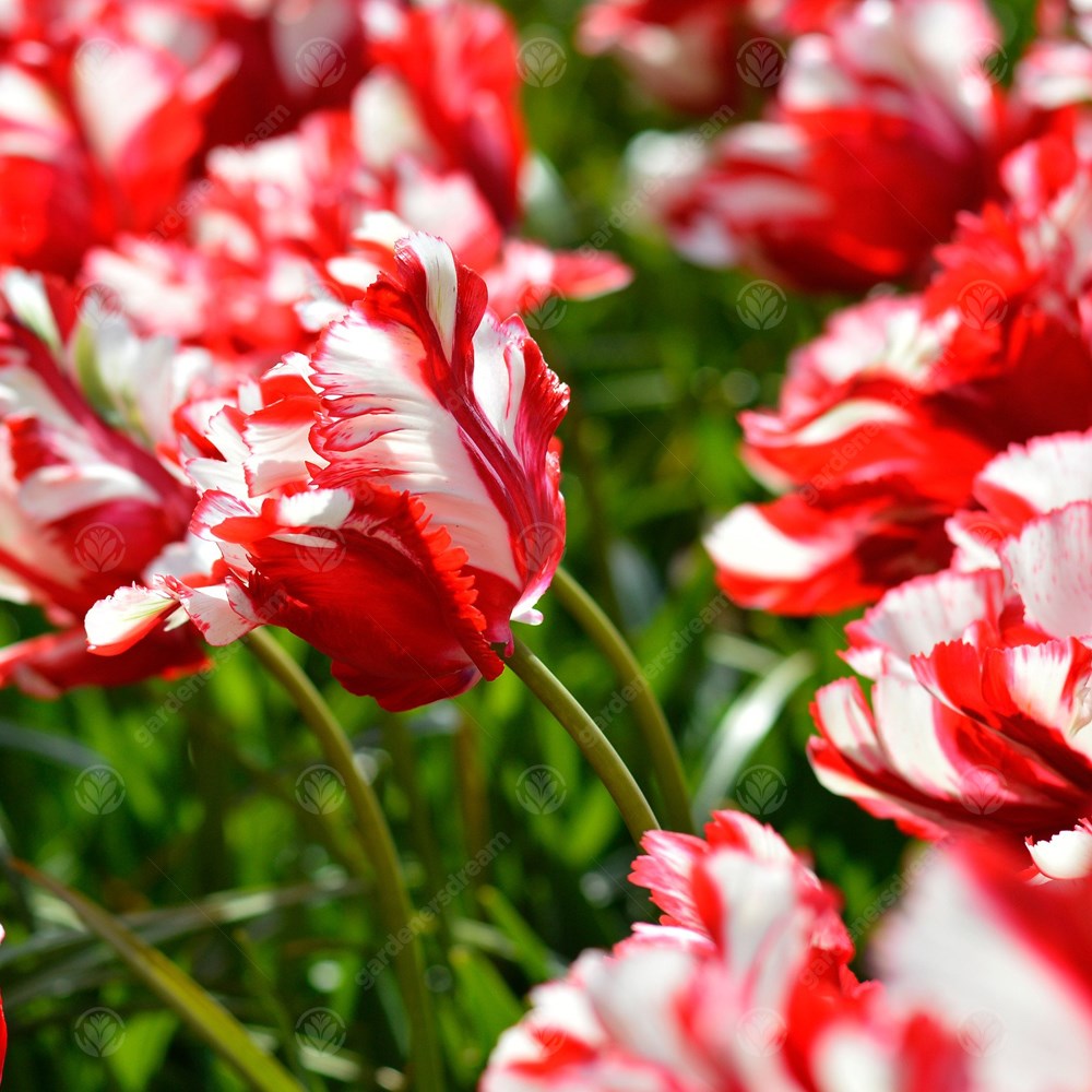 Tulips Estella Rijnveld -MASTER-