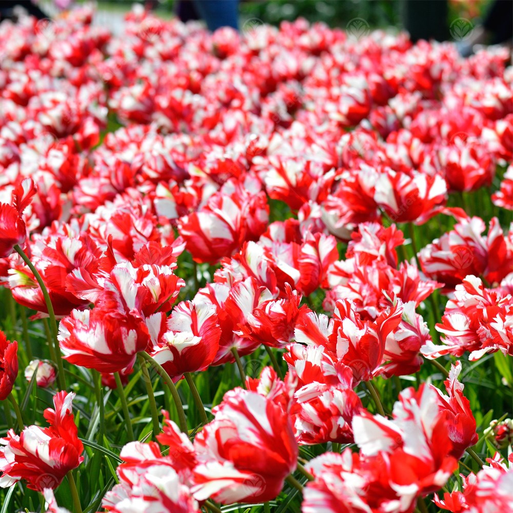 Tulips Estella Rijnveld -MASTER-