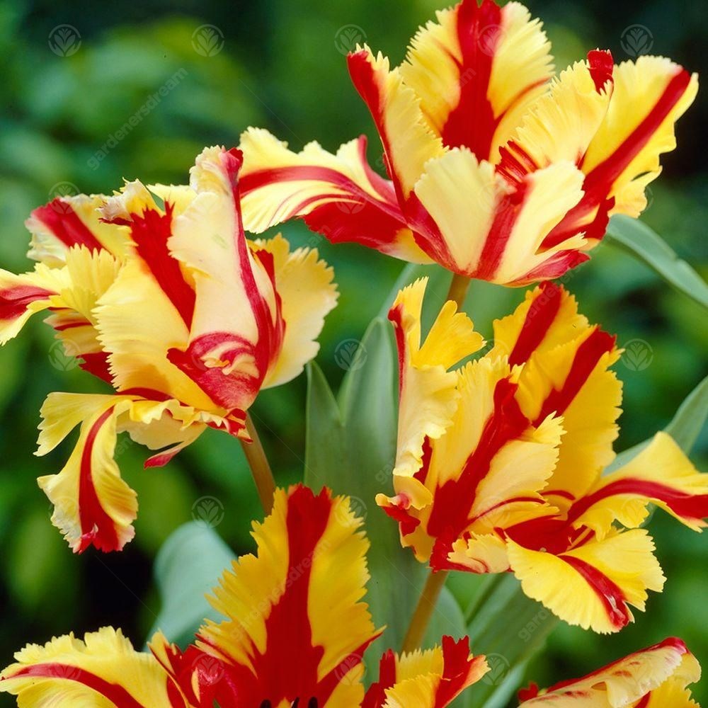Tulips Flaming Parrot -MASTER-
