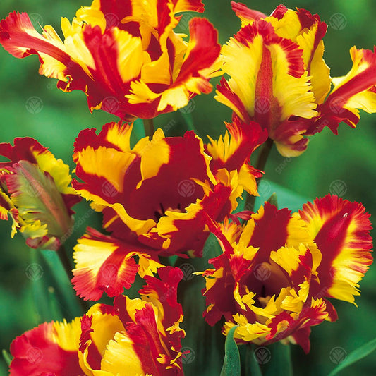 Tulips Flaming Parrot -MASTER-