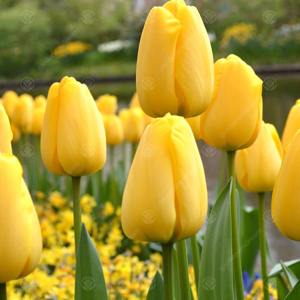 Tulips Golden Apeldoorn -MASTER-