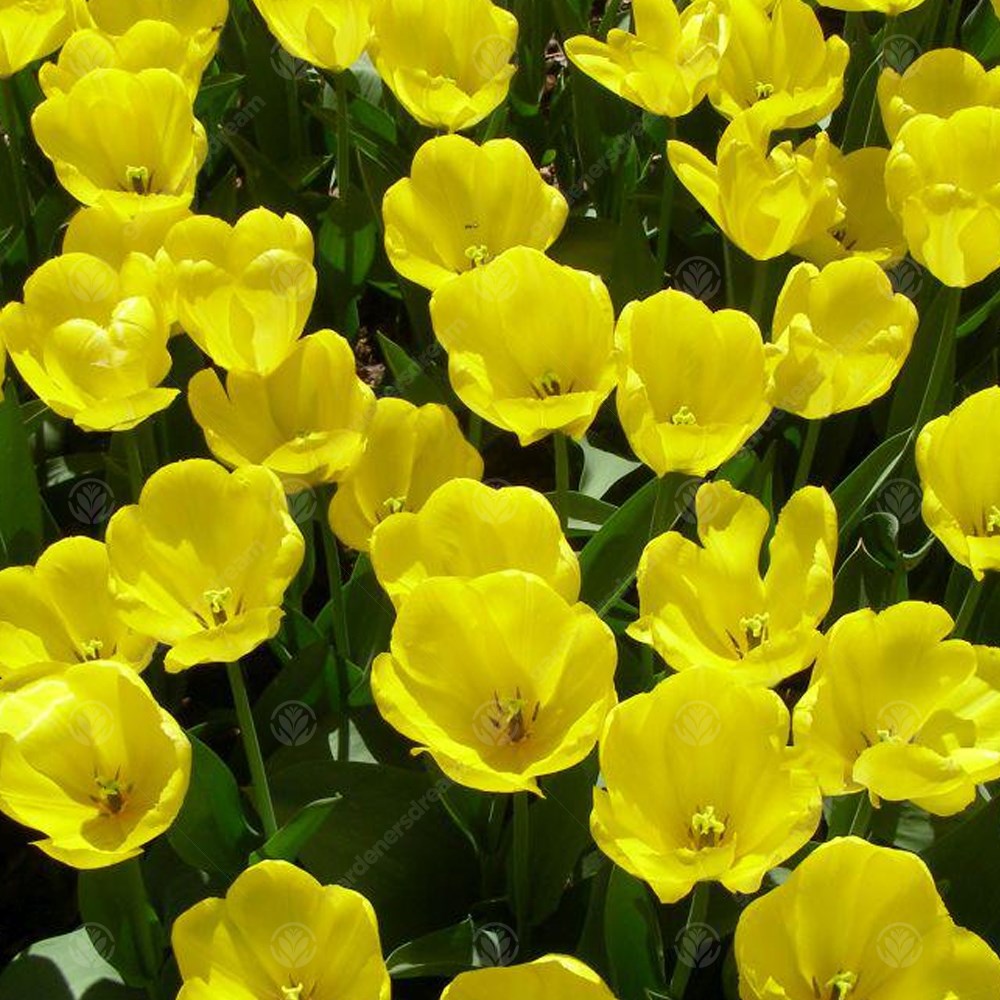 Tulips Golden Apeldoorn -MASTER-