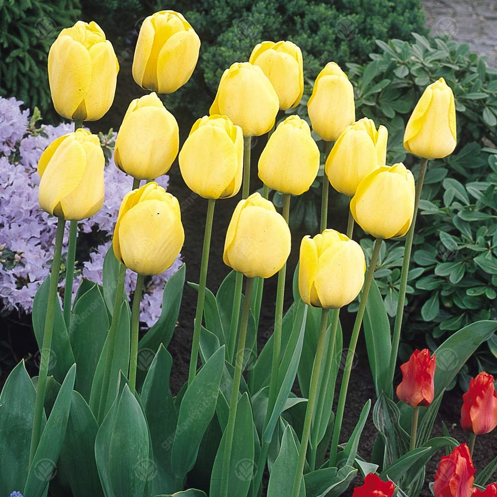 Tulips Golden Apeldoorn -MASTER-