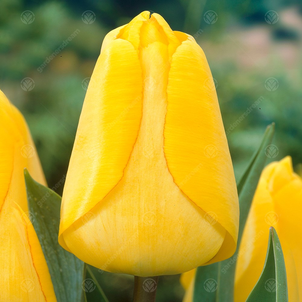 Tulips Golden Apeldoorn -MASTER-