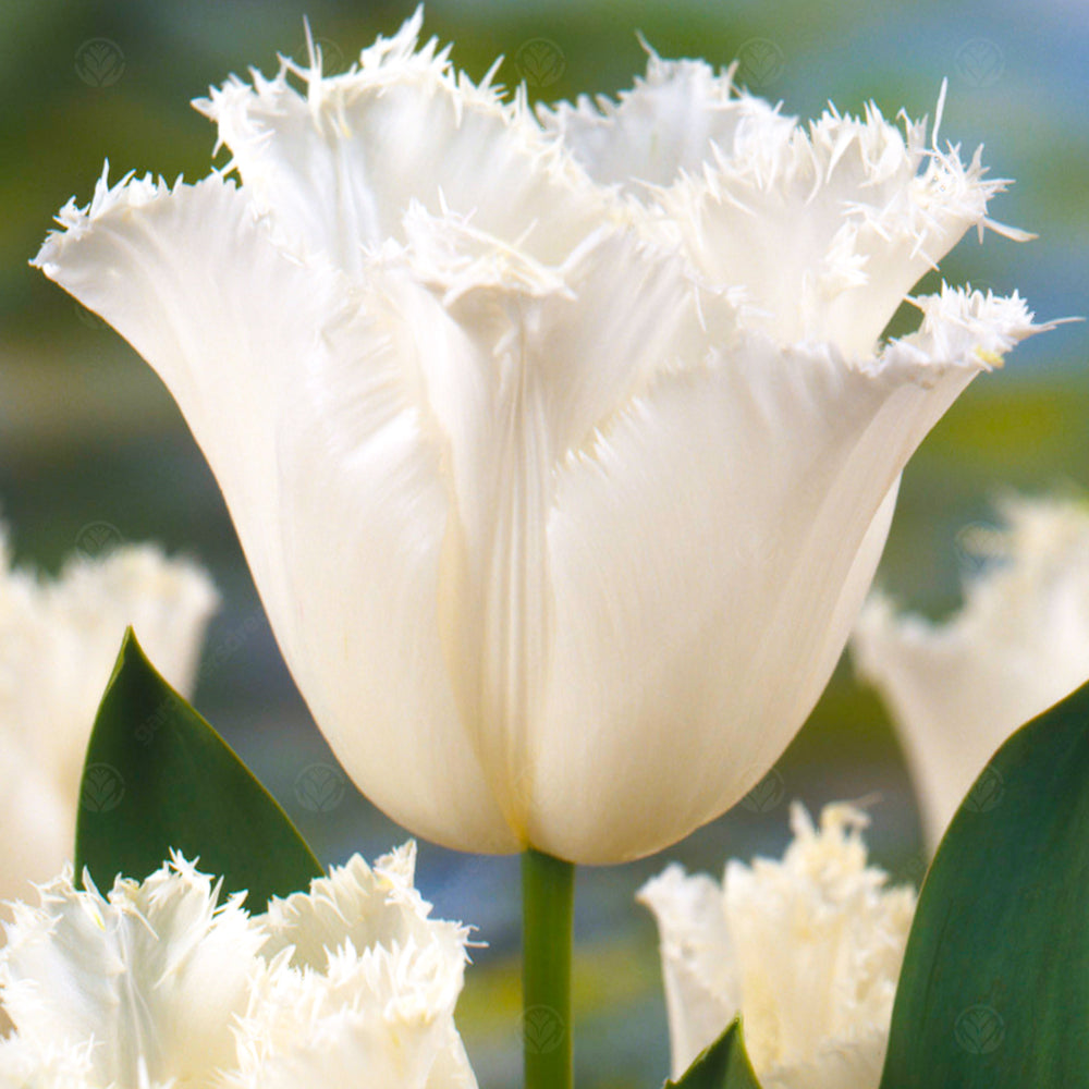 Tulips Honeymoon -MASTER-