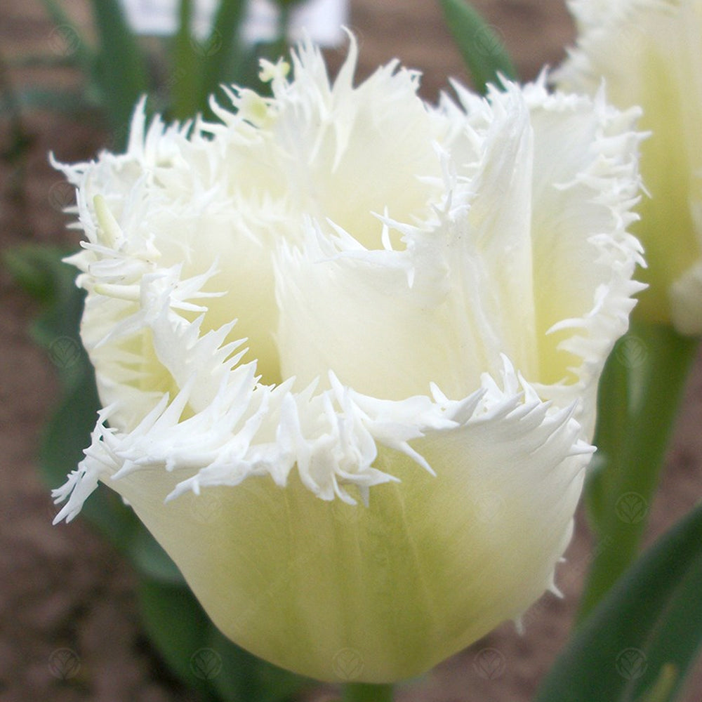 Tulips Honeymoon -MASTER-