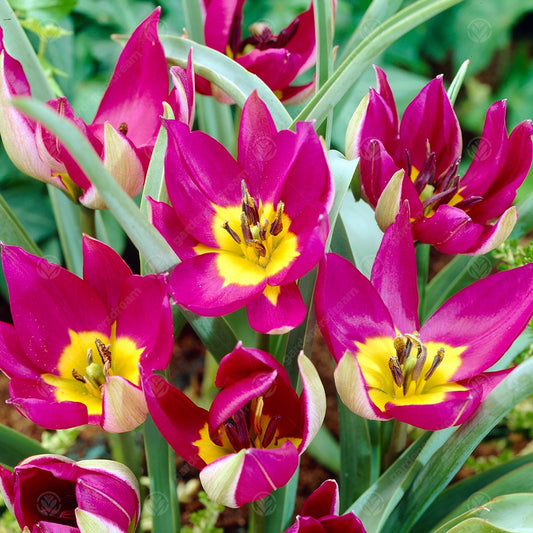 Tulips Humilis Persian Pearl (Pulchella) -MASTER-