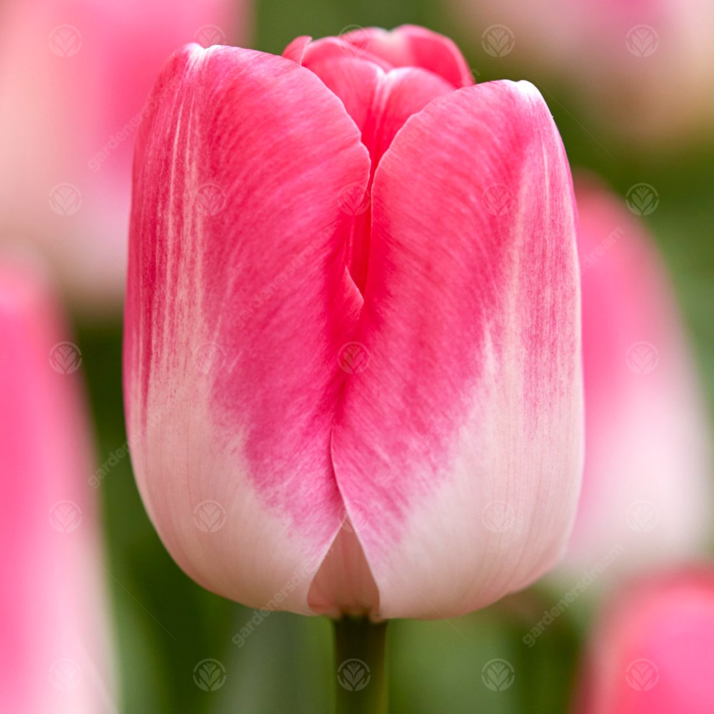 Tulips Innuendo -MASTER-