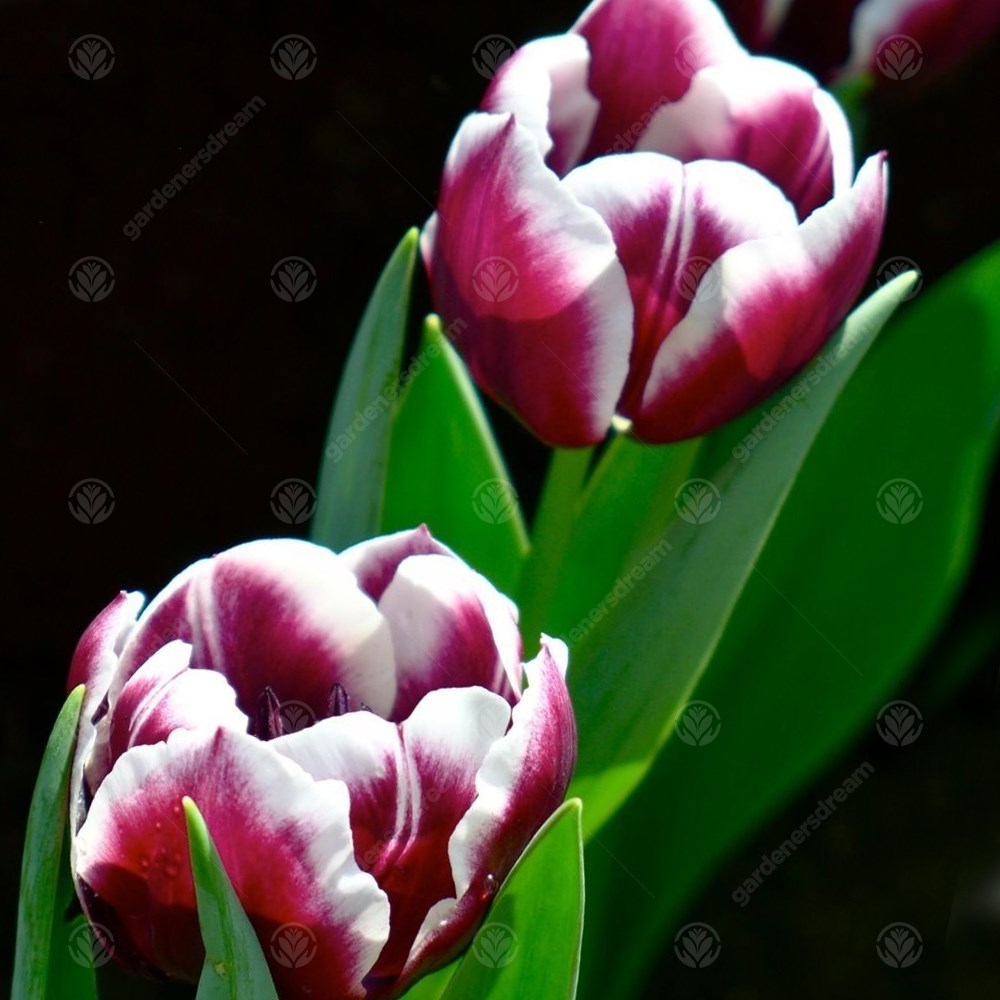 Tulips Jackpot -MASTER-