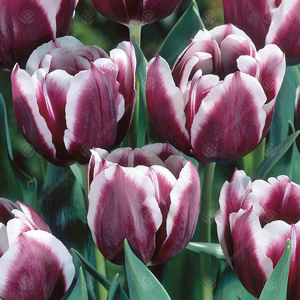 Tulips Jackpot -MASTER-