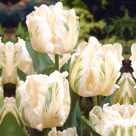 Tulips Madonna -MASTER-