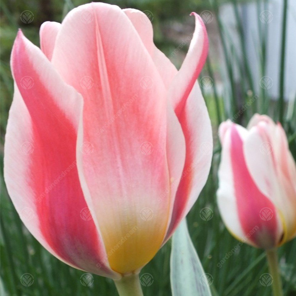 Tulips Mary Ann -MASTER-