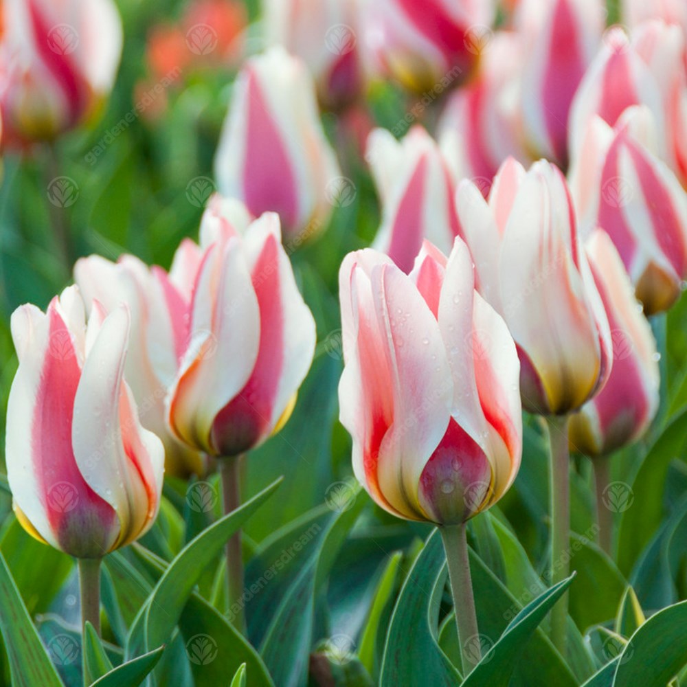 Tulips Mary Ann -MASTER-