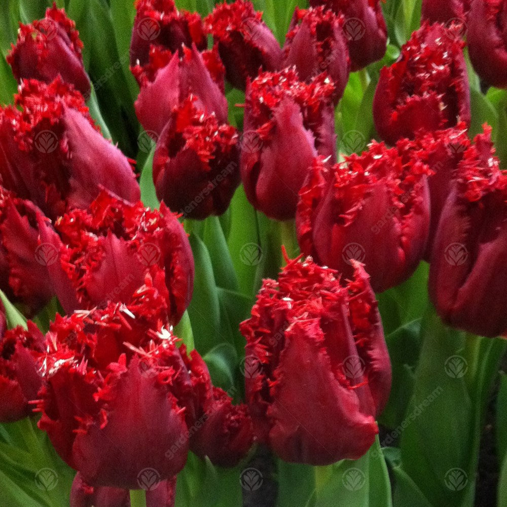 Tulips Maywood -MASTER-