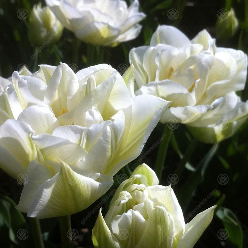 Tulips Mondial -MASTER-