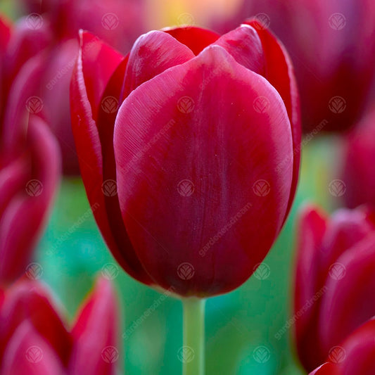 Tulips National Velvet -MASTER-