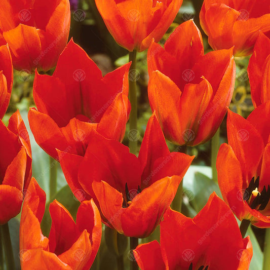 Tulips Orange Brilliant -MASTER-