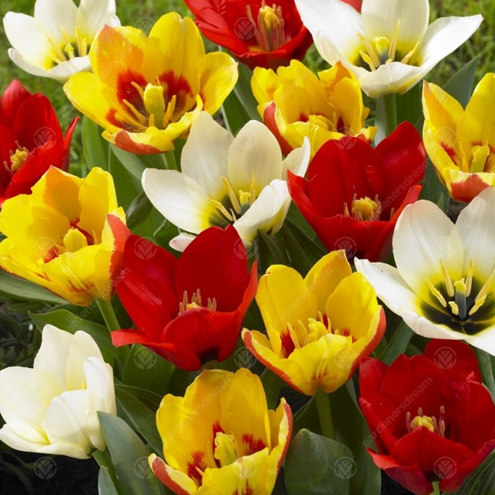 Tulips Peacock Mixed -MASTER-