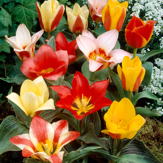 Tulips Peacock Mixed -MASTER-