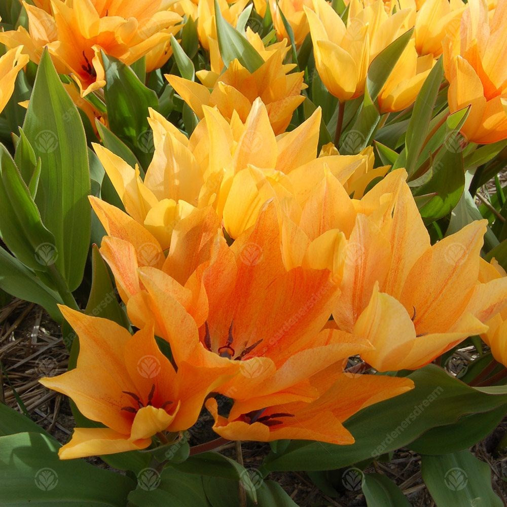 Tulips Peaestans Shogun -MASTER-