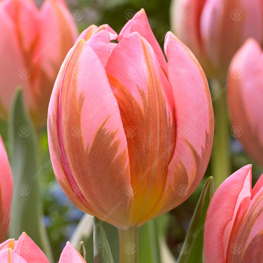 Tulips Pretty Princess -MASTER-