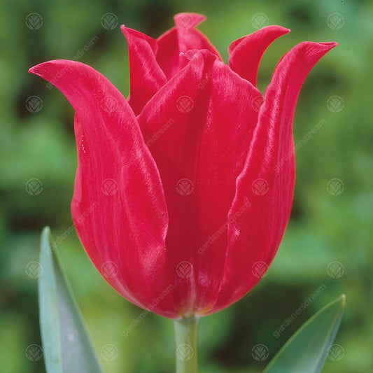 Tulips Pretty Woman -MASTER-