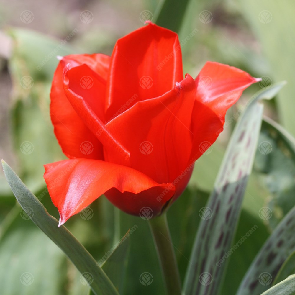 Tulips Red Hunter -MASTER-