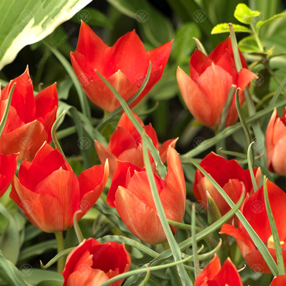 Tulips Red Hunter -MASTER-