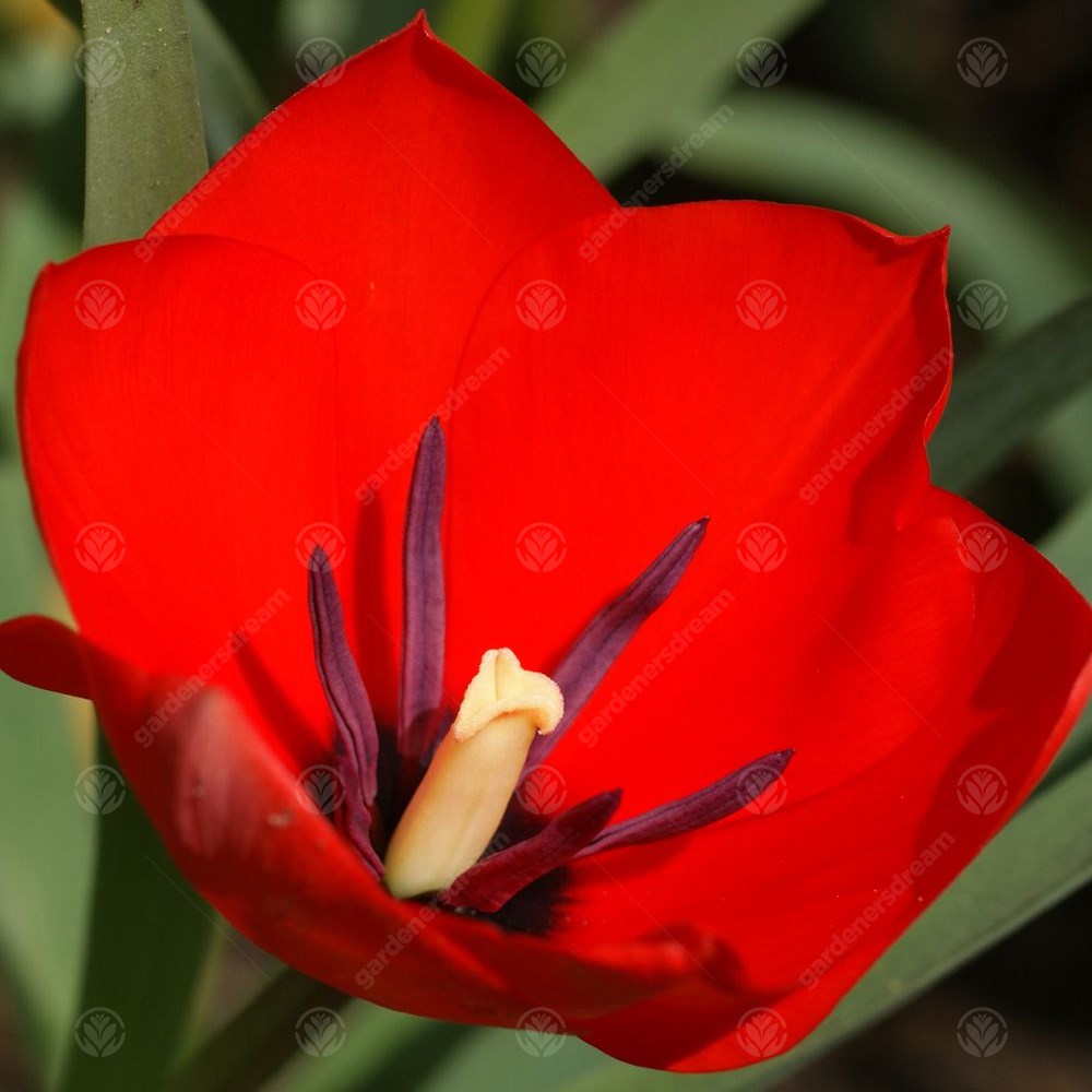 Tulips Red Hunter -MASTER-