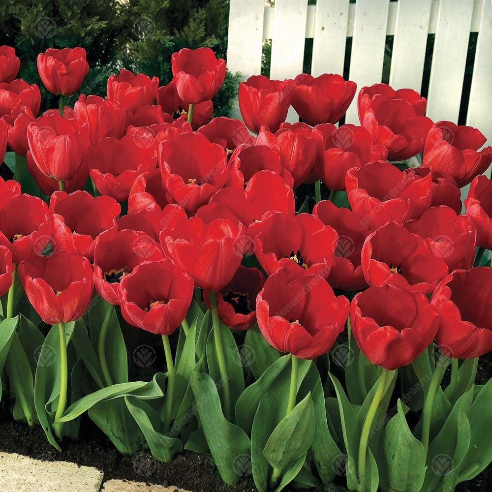 Tulips Red Hunter -MASTER-