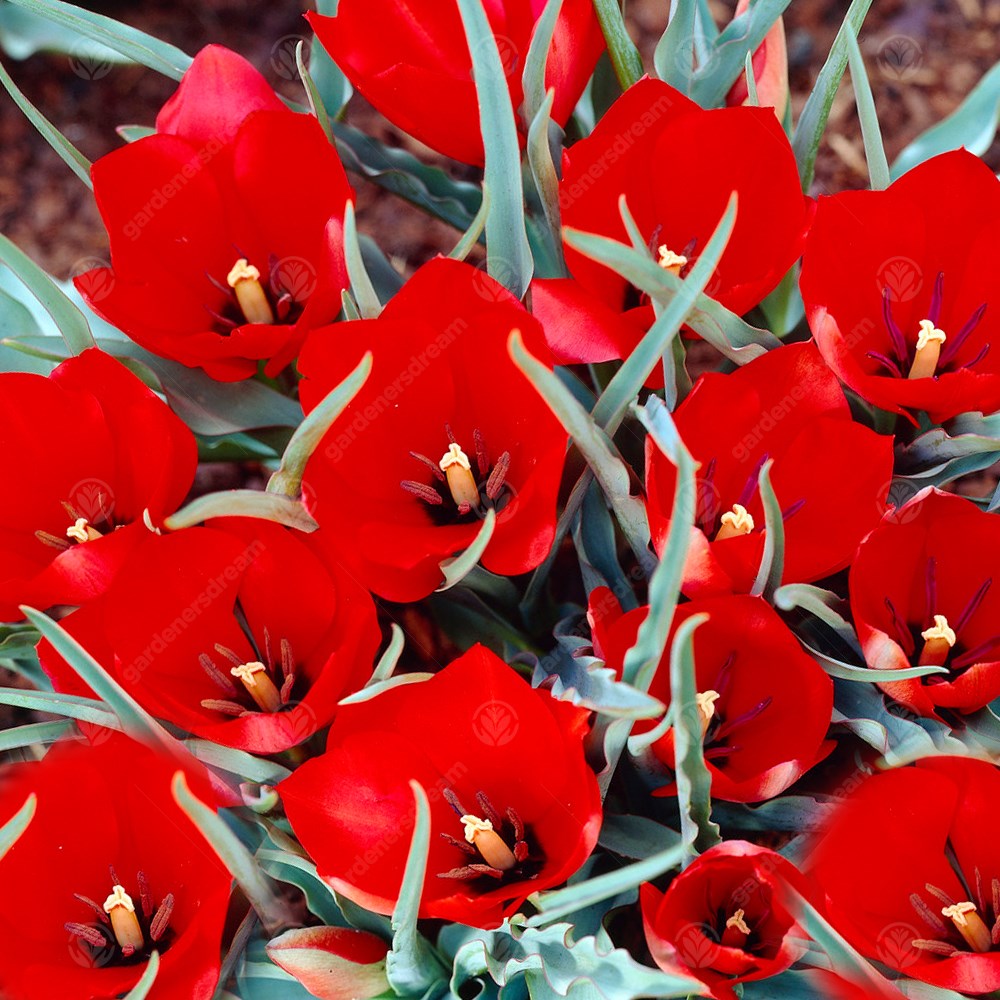 Tulips Red Hunter -MASTER-