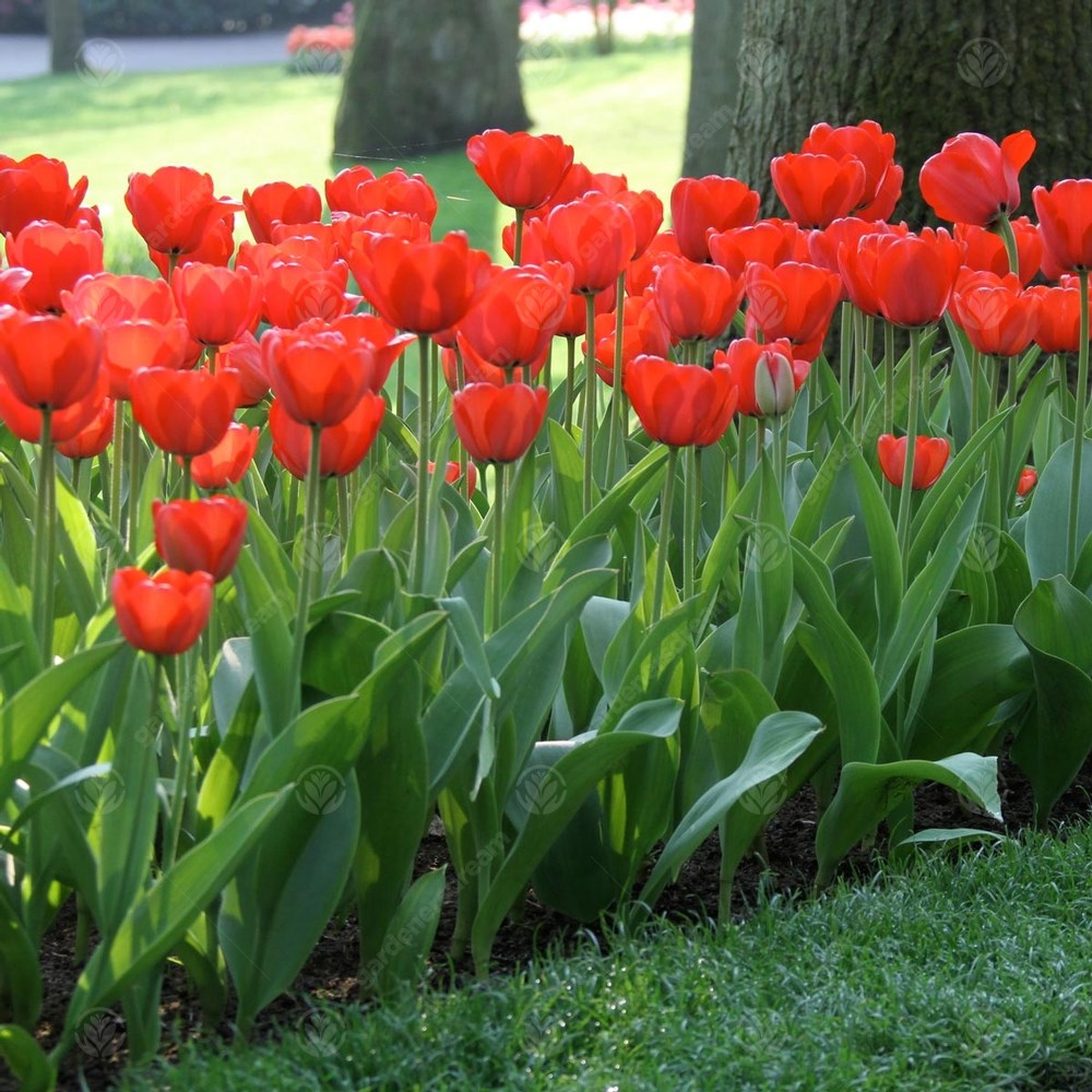 Tulips Red Impression -MASTER-