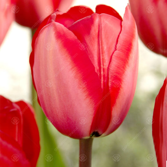 Tulips Red Impression -MASTER-